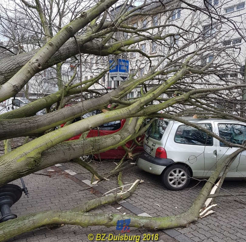 Sturm Baum Umgefallen Versicherung